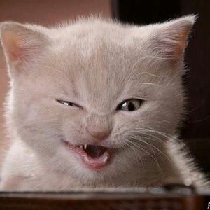 Meet your Posher, Wendy